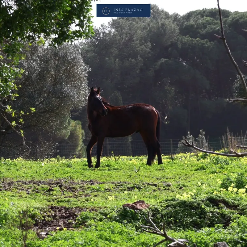 Cavalo castanho escuro a pastar num campo verde rodeado de árvores, fotografia de paisagem natural por Inês Frazão.