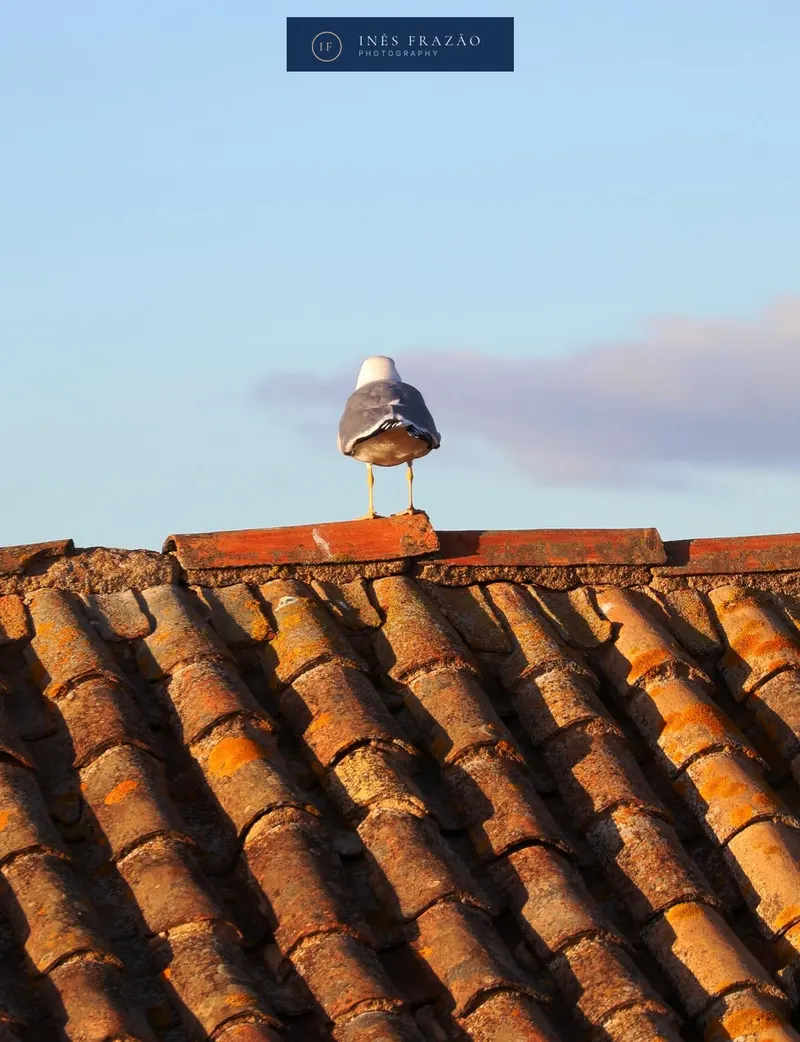 Gaivota pousada num telhado rústico ao final da tarde, num contraste harmonioso entre textura, luz dourada e serenidade. Fotografia artística de paisagem por Inês Frazão.